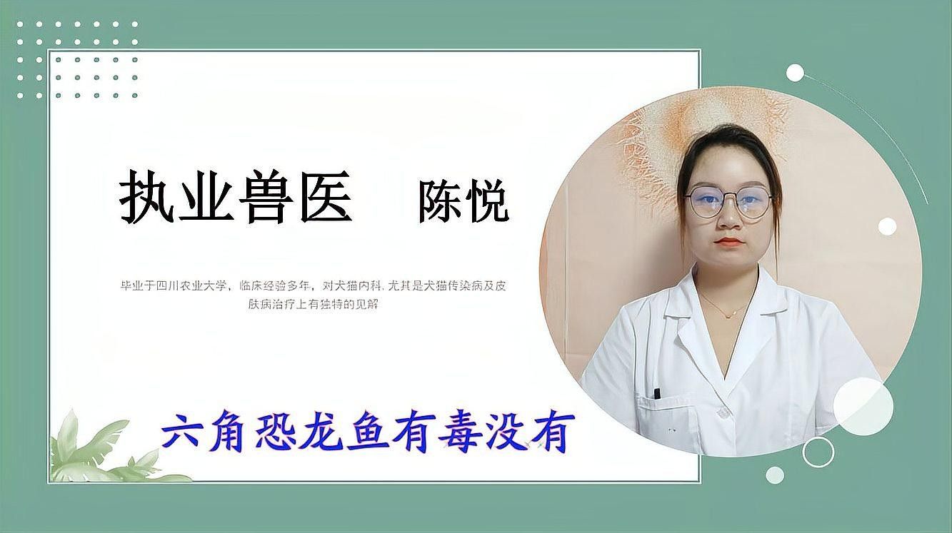 六角龍魚可以吃哪些食物（六角龍魚可以吃的一些食物）