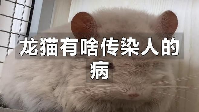 龍貓遺傳病可以治療嗎 龍貓遺傳病可以治療嗎 龍魚百科