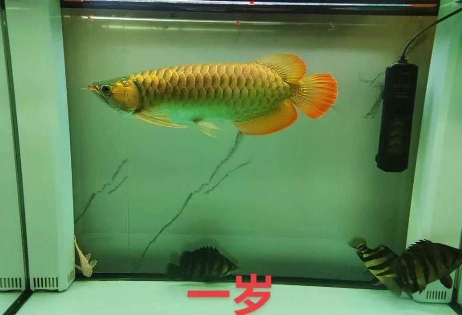 龍魚魚缸的光照時(shí)間如何調(diào)整