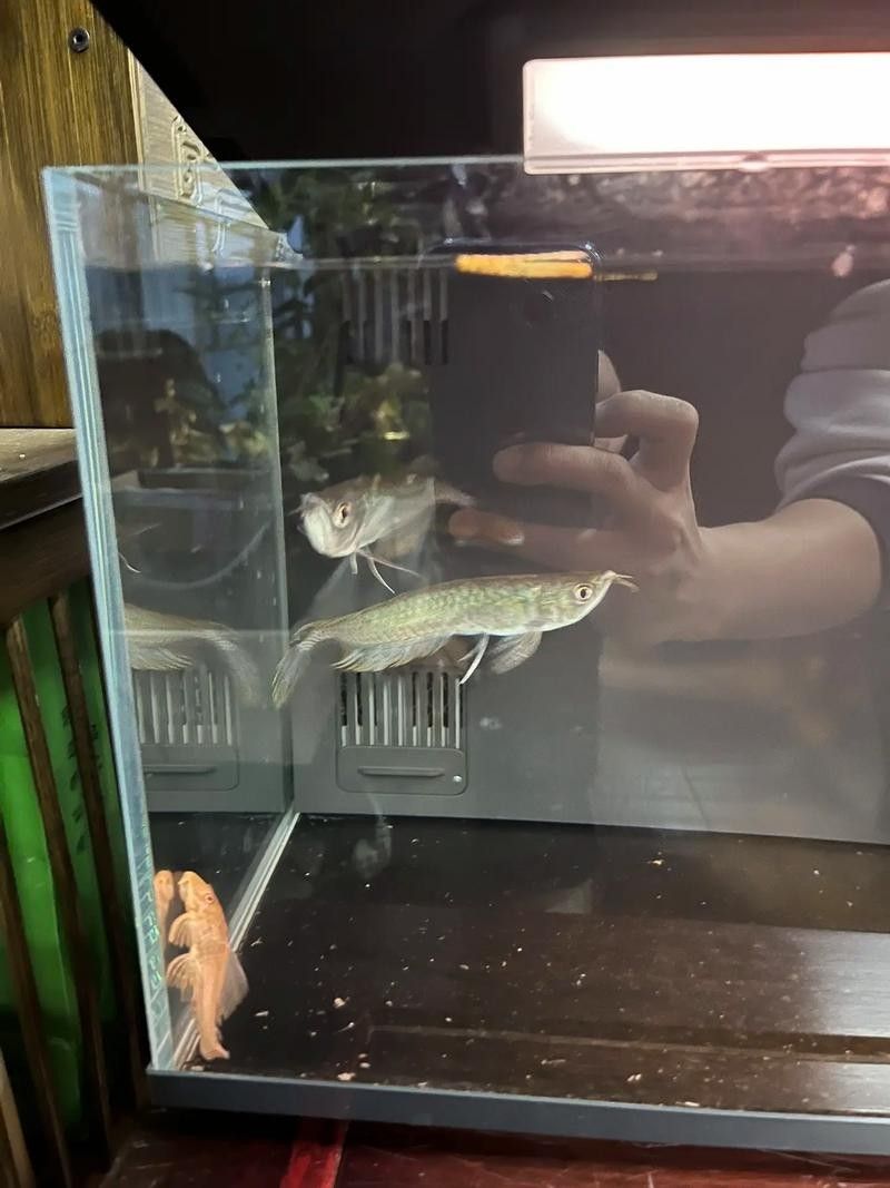 七彩龍魚的價格是多少？（七彩龍魚價格是多少） 七彩龍魚的價格是多少？（七彩龍魚價格是多少） 龍魚百科 第6張