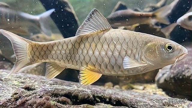 龍魚細(xì)菌性腸炎的早期癥狀是什么