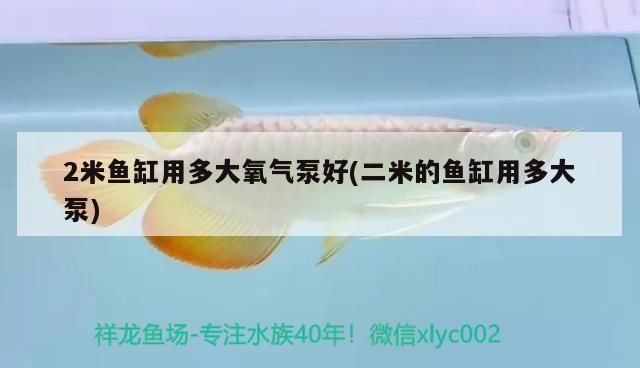 曼龍魚(yú)一年能長(zhǎng)多少厘米，曼龍魚(yú)的生長(zhǎng)速度快嗎，曼龍魚(yú)一年能長(zhǎng)多少厘米