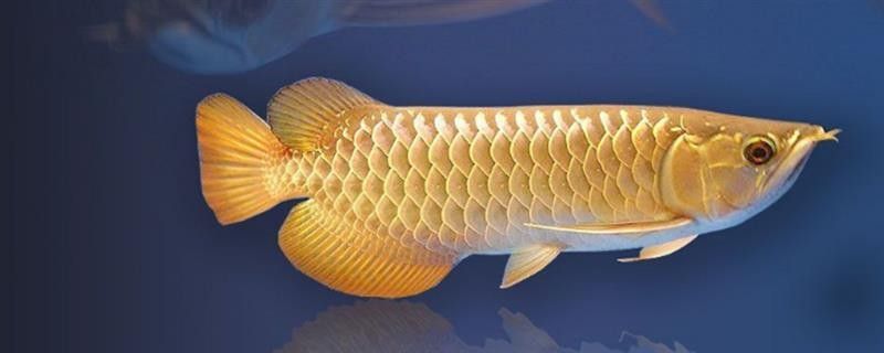 如何預防金龍魚和雷龍魚打架（金龍魚和雷龍魚打架如何處理解決龍魚沖突的終極指南）