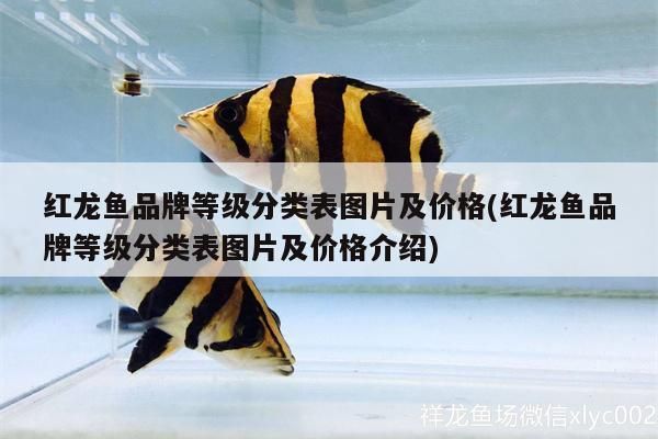 紅龍魚品牌等級分類表圖片及價格(紅龍魚品牌等級分類表圖片及價格介紹)