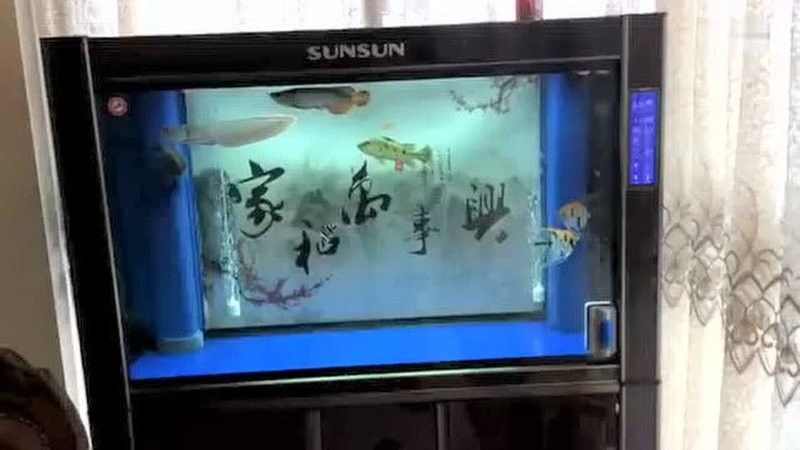 龍魚混養視頻大全（魚混養視頻大全：探索龍魚與其他魚類的和諧共處）