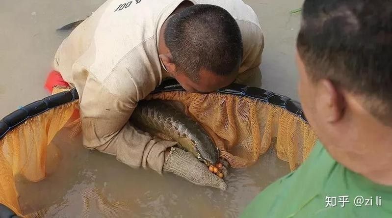 有哪些龍魚高清圖片壁紙