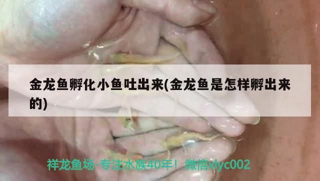 金龍魚(yú)孵化小魚(yú)吐出來(lái)(金龍魚(yú)是怎樣孵出來(lái)的)