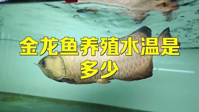 龍魚繁殖時需要提高水溫嗎