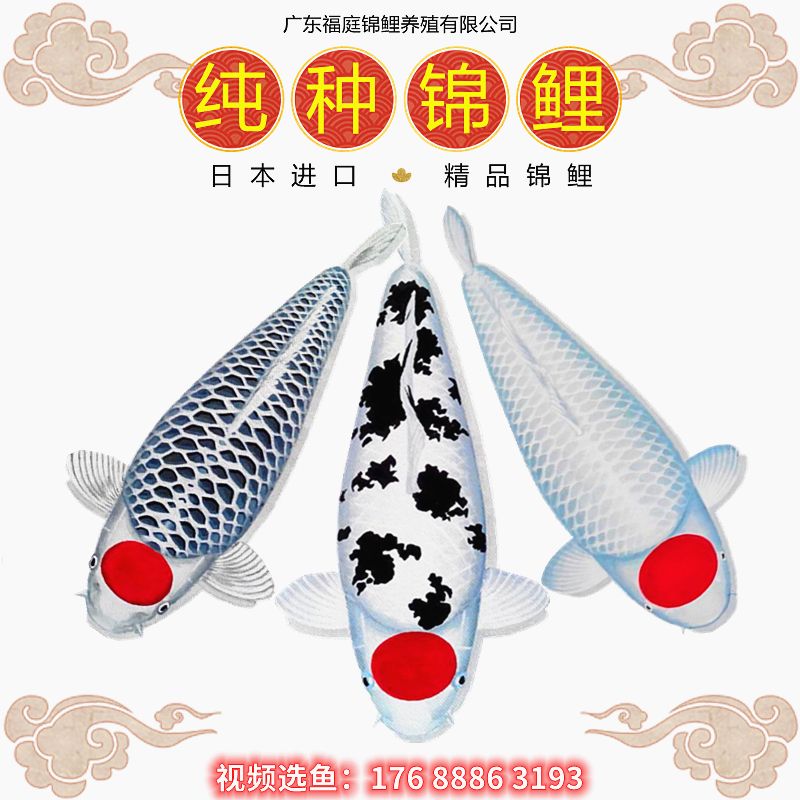 石家莊觀賞魚市場純欣賞給點意見 石家莊觀賞魚市場純欣賞給點意見 觀賞魚百科 第2張
