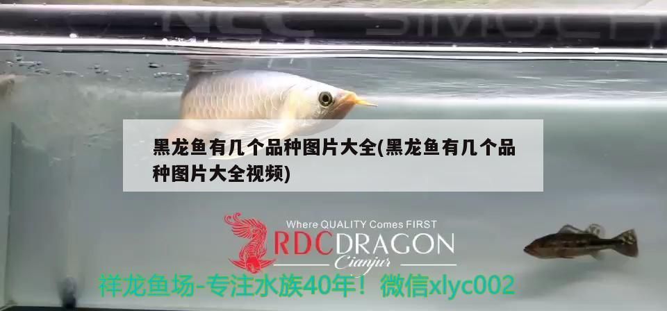 黑龍魚(yú)有幾個(gè)品種圖片大全(黑龍魚(yú)有幾個(gè)品種圖片大全視頻)