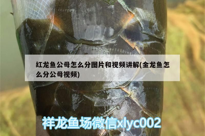 金龍魚 紅龍魚公母怎么分圖片和視頻講解(金龍魚怎么分公母視頻) 觀賞魚百科 紅龍魚公母怎么分圖片和視頻講解(金龍魚怎么分公母視頻) 紅龍魚公母怎么分圖片和視頻講解(金龍魚怎么分公母視頻) 觀賞魚百科