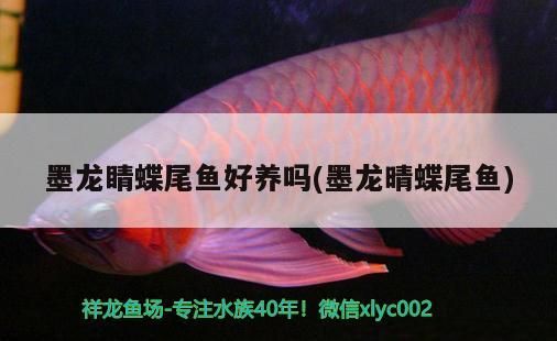 墨龍睛蝶尾魚好養嗎(墨龍晴蝶尾魚) 墨龍睛蝶尾魚好養嗎(墨龍晴蝶尾魚) 觀賞魚百科