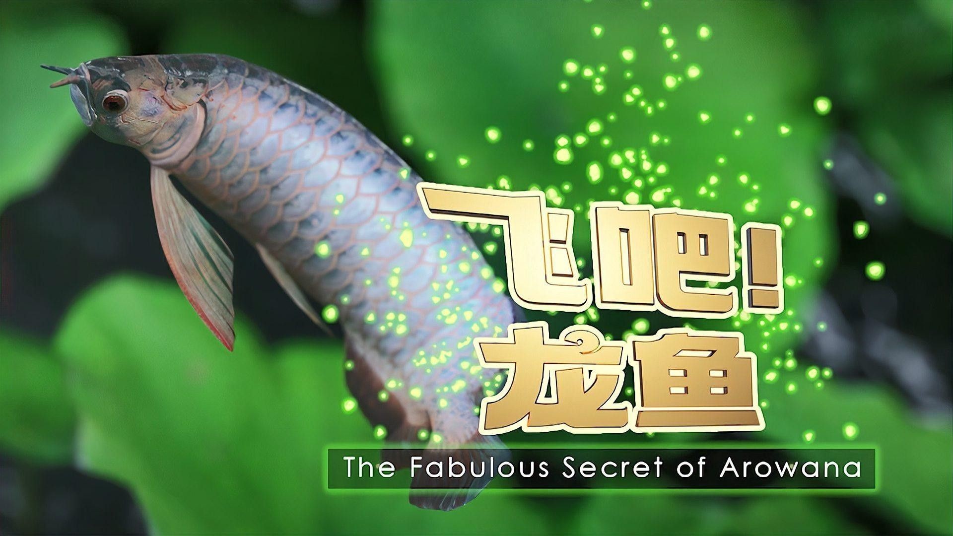 黃陂哪個水族館龍魚好？祥龍魚場龍魚