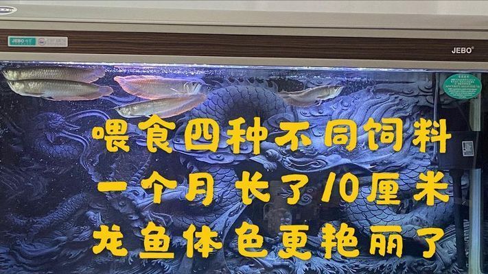 銀龍魚苗適宜飼料種類，銀龍魚苗的飼料種類