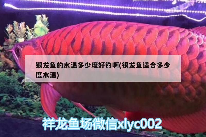 魚缸 銀龍魚的水溫多少度好釣啊(銀龍魚適合多少度水溫) 觀賞魚百科 銀龍魚的水溫多少度好釣啊(銀龍魚適合多少度水溫) 銀龍魚的水溫多少度好釣啊(銀龍魚適合多少度水溫) 觀賞魚百科