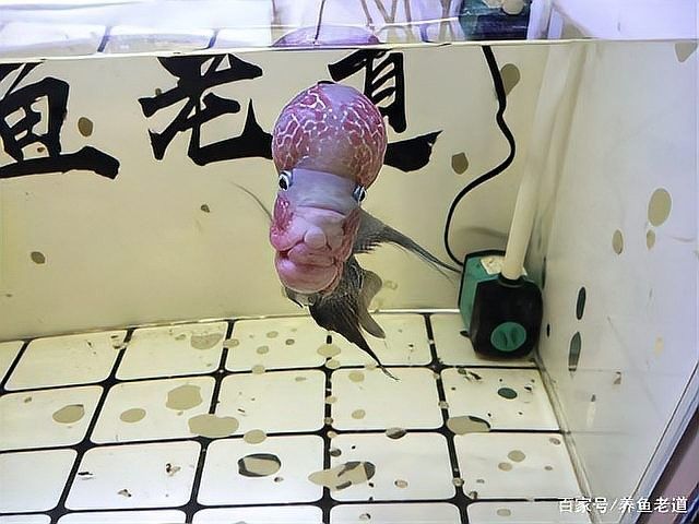 粗線銀板與哪些魚混養最佳（粗線銀板與哪些魚混養） 粗線銀板與哪些魚混養最佳（粗線銀板與哪些魚混養） 龍魚百科 第5張