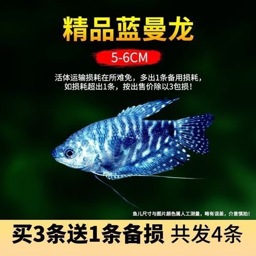 哪里可以購買到冷水龍魚苗？
