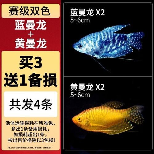 哪里可以購買到冷水龍魚苗？