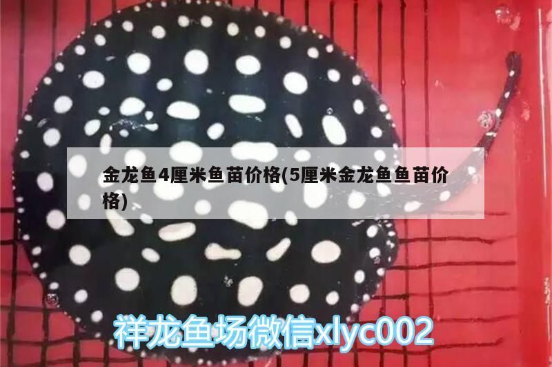 金龍魚4厘米魚苗價格(5厘米金龍魚魚苗價格)