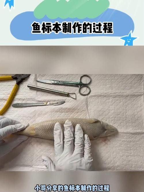 龍魚標(biāo)本的價(jià)格是多少 龍魚標(biāo)本的價(jià)格是多少 龍魚百科 第3張