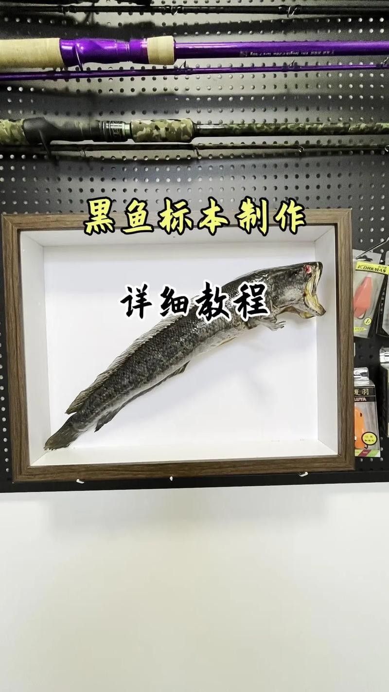 龍魚標(biāo)本的價(jià)格是多少 龍魚標(biāo)本的價(jià)格是多少 龍魚百科 第2張