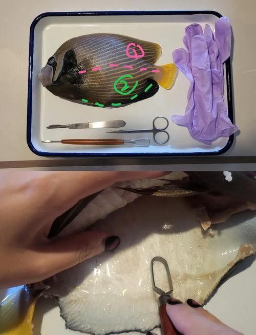 龍魚標(biāo)本的價(jià)格是多少 龍魚標(biāo)本的價(jià)格是多少 龍魚百科 第1張