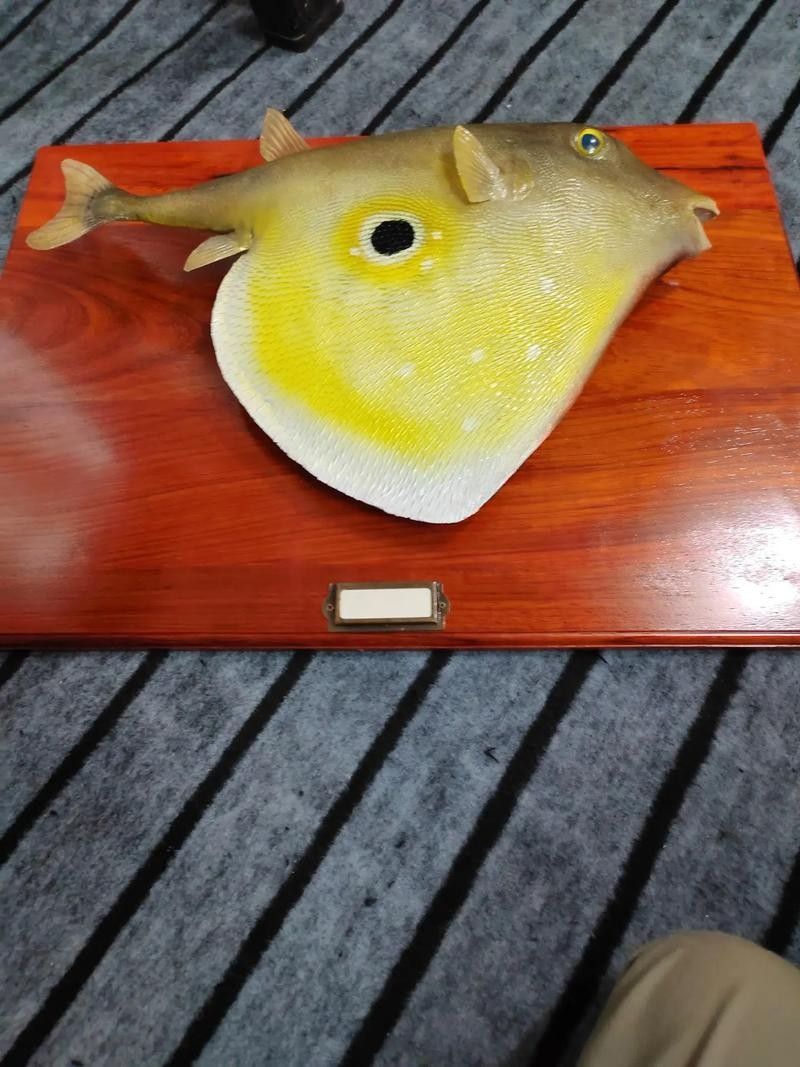 龍魚標(biāo)本的價(jià)格是多少 龍魚標(biāo)本的價(jià)格是多少 龍魚百科 第6張