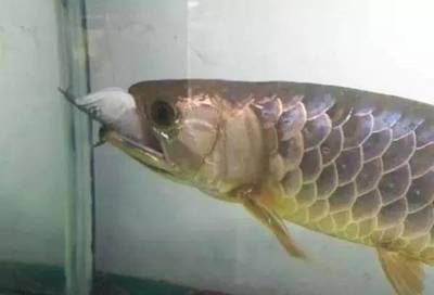 關注 Q 金龍銀龍雜交以搜索 突破!龍魚界的獅虎 銀 龍雜交新品種培育成功這(銀龍魚與紅龍魚雜交新品種的成功雜交新品種的誕生) 觀賞魚百科 第3張 關注 Q 金龍銀龍雜交以搜索 突破!龍魚界的獅虎 銀 龍雜交新品種培育成功這(銀龍魚與紅龍魚雜交新品種的成功雜交新品種的誕生) 關注 Q 金龍銀龍雜交以搜索 突破!龍魚界的獅虎 銀 龍雜交新品種培育成功這(銀龍魚與紅龍魚雜交新品種的成功雜交新品種的誕生) 觀賞魚百科 第3張
