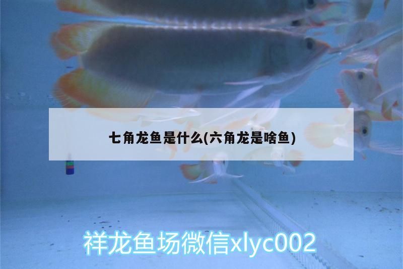 七角龍魚是什么(六角龍是啥魚) 七角龍魚是什么(六角龍是啥魚) 觀賞魚百科