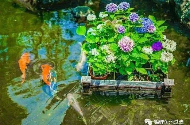 如何預防金龍魚呼吸困難？
