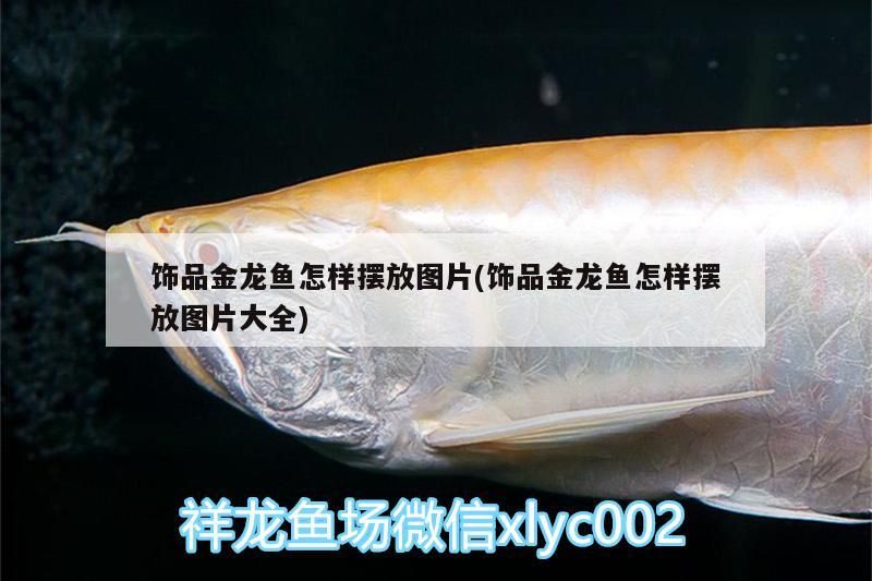 飾品金龍魚怎樣擺放圖片(飾品金龍魚怎樣擺放圖片大全)