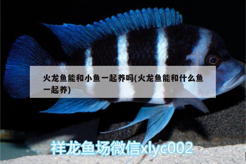血紅龍魚高清手機壁紙大全大圖手機壁紙、好運魚圖手機壁紙大全（好運魚圖手機壁紙圖片大全）