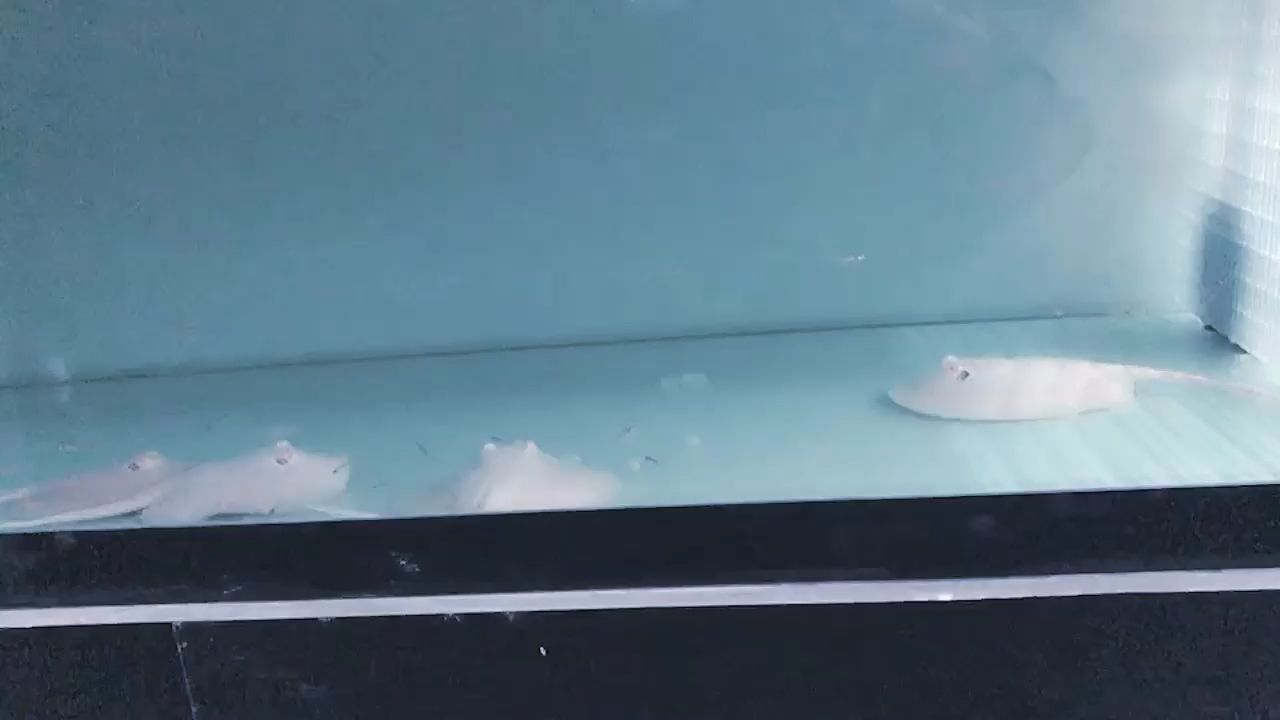 新品種，白子中的佼佼者，雪白子，狀態無敵了（新品種，白子中的佼佼者，雪白子，狀態無敵了，三年評論：不錯）