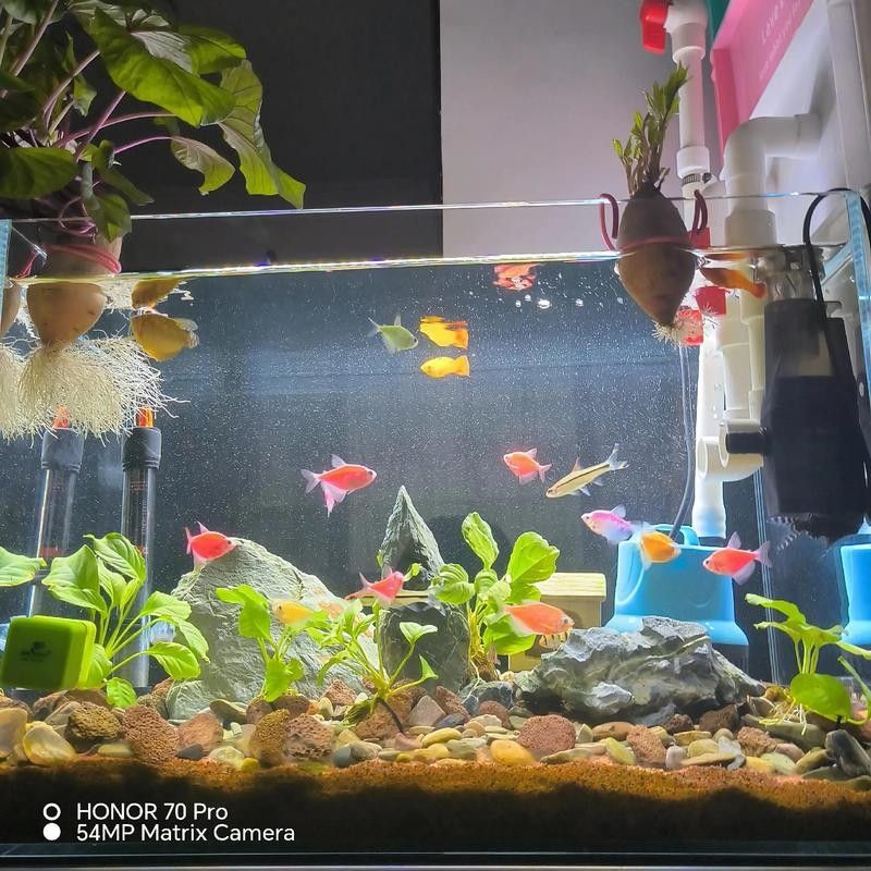如何為曼龍魚提供足夠的躲避空間（如何為曼龍魚創造一個安全、舒適的環境）