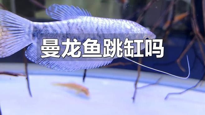 如何為曼龍魚提供足夠的躲避空間（如何為曼龍魚創造一個安全、舒適的環境）