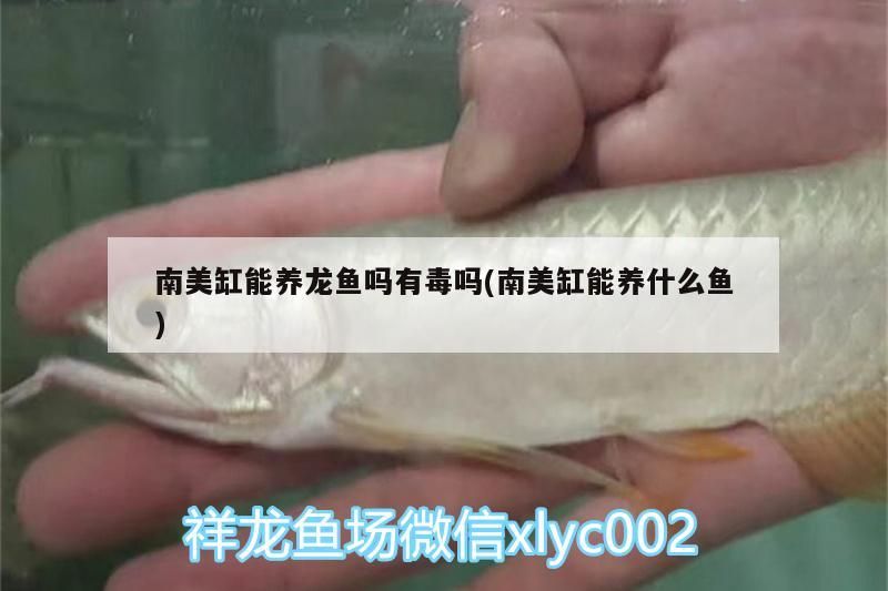 魚缸過濾器選購指南:自制魚缸過濾器魚缸上置過濾器對于養(yǎng)魚愛好者的必備知識(shí) 南美缸能養(yǎng)龍魚嗎有毒嗎(南美缸能養(yǎng)什么魚)(南美缸能養(yǎng)龍魚嗎和南美缸能養(yǎng)什么魚有毒嗎有毒嗎) 觀賞魚百科 南美缸能養(yǎng)龍魚嗎有毒嗎(南美缸能養(yǎng)什么魚)(南美缸能養(yǎng)龍魚嗎和南美缸能養(yǎng)什么魚有毒嗎有毒嗎) 南美缸能養(yǎng)龍魚嗎有毒嗎(南美缸能養(yǎng)什么魚)(南美缸能養(yǎng)龍魚嗎和南美缸能養(yǎng)什么魚有毒嗎有毒嗎) 觀賞魚百科