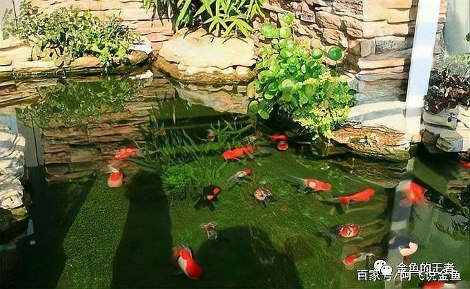 如何為金龍魚選擇合適的光照時間（為金龍魚選擇合適光照時間的指南）