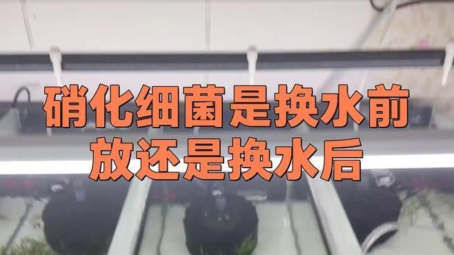 換水后多久添加有益細菌