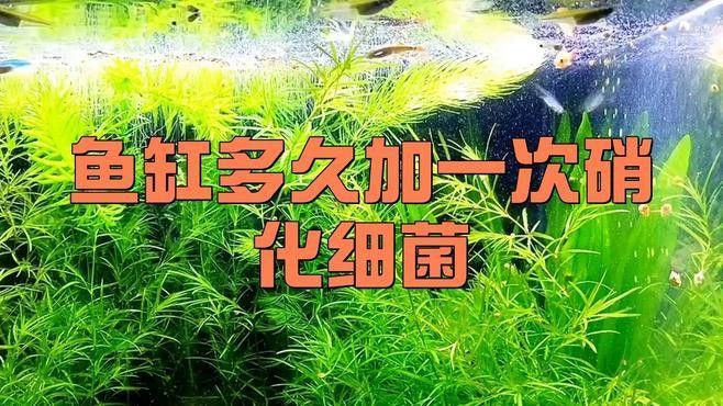 換水后多久添加有益細菌
