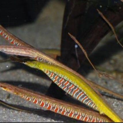 緬甸圖騰龍魚有何獨特之處（揭秘緬甸圖騰龍:揭秘其神秘起源與獨特魅力）