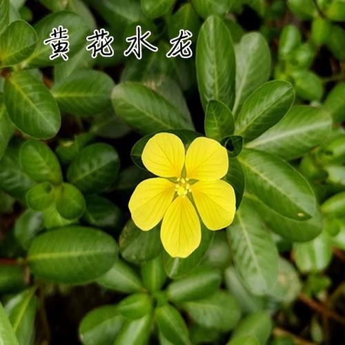 過江龍魚的市場價格