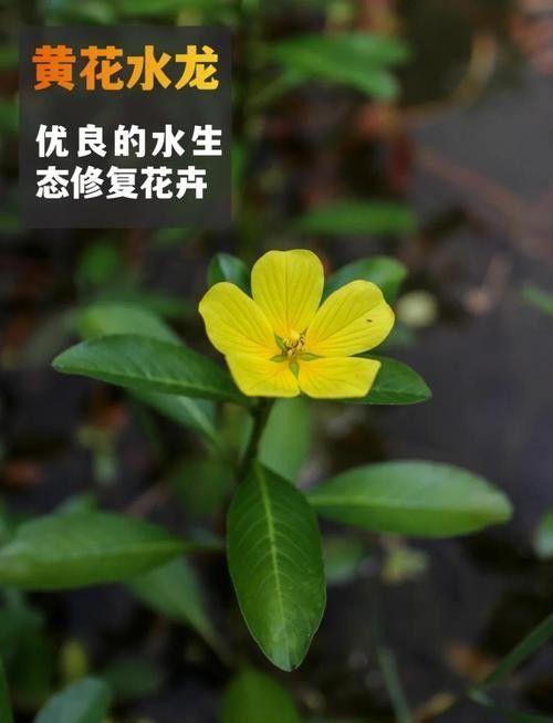 過江龍魚的市場價格