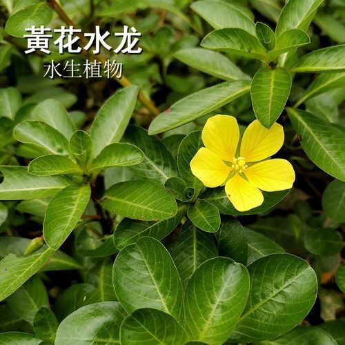 過江龍魚的市場價格