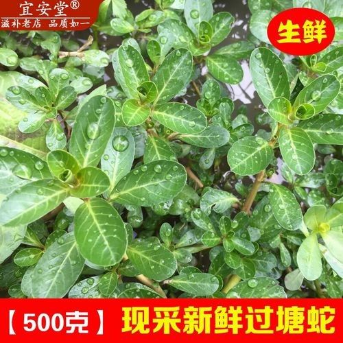 過江龍魚的市場價格