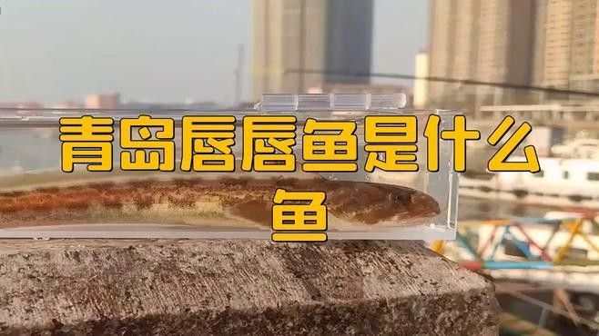 過江龍魚的市場價格