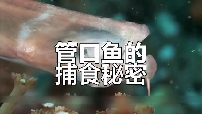 過江龍魚的市場價格