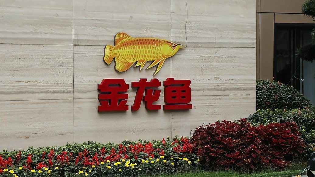 金龍魚2025年上半年業績如何 金龍魚2025年上半年業績如何 龍魚百科 第6張