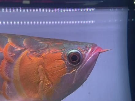 龍魚兜嘴會影響其健康嗎（龍魚兜嘴會影響健康嗎？）