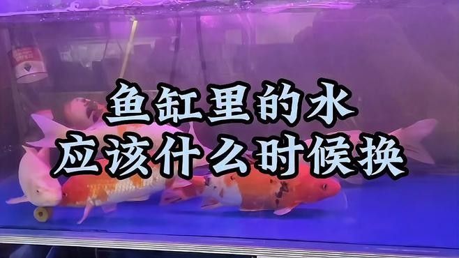 如何判斷魚缸是否需要換水？（如何判斷魚缸是否需要換水）