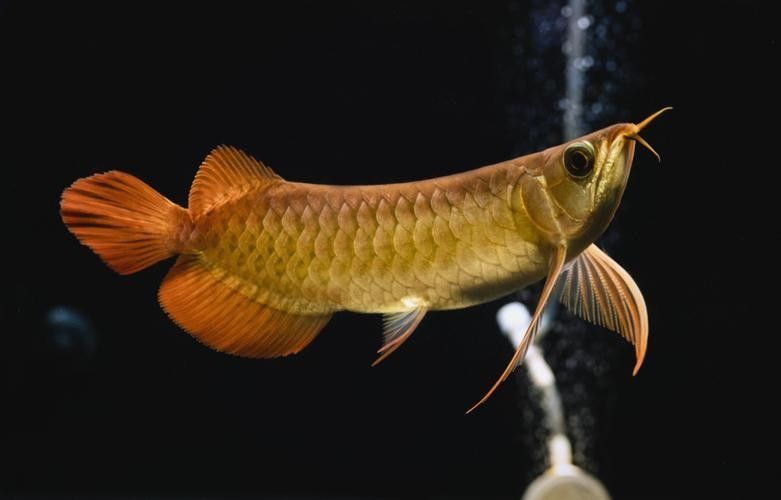 如何挑選一條好的紅龍魚(如何挑選一條優(yōu)質紅龍魚) 龍魚百科 第5張 如何挑選一條好的紅龍魚(如何挑選一條優(yōu)質紅龍魚) 如何挑選一條好的紅龍魚(如何挑選一條優(yōu)質紅龍魚) 龍魚百科 第5張